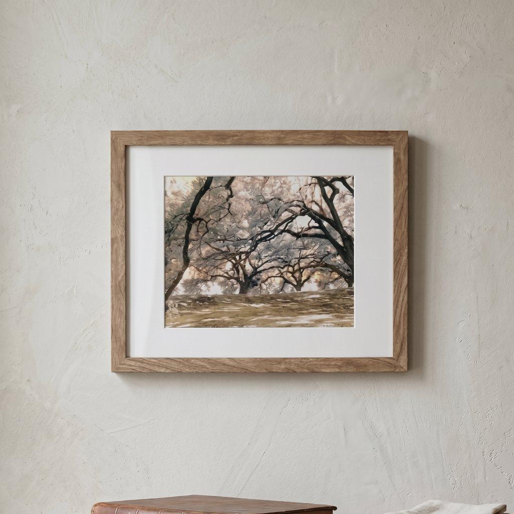 New Orleans Oak Tree Framed Photograph