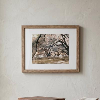 New Orleans Oak Tree Framed Photograph