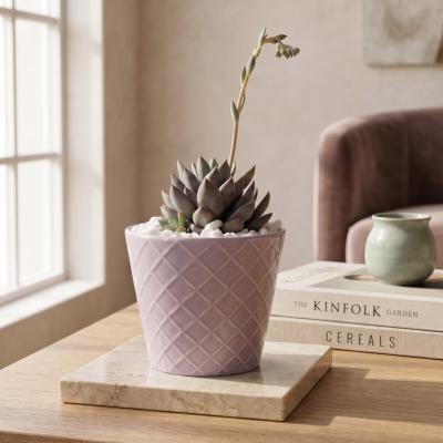 Live Succulent in Lavender Pot