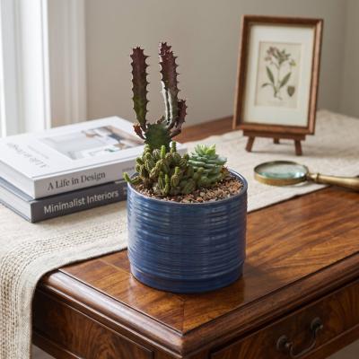 Live Succulent Arrangement in Blue Ribbed Pot